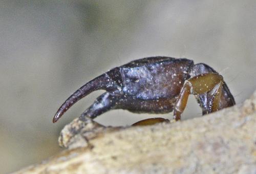 Euscorpius flavicaudis